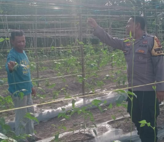 Polisi Cinta Petani, Bhabinkamtibmas Polsek Bukit Kapur Cek Tanaman Kacang Panjang di Bukit Nenas