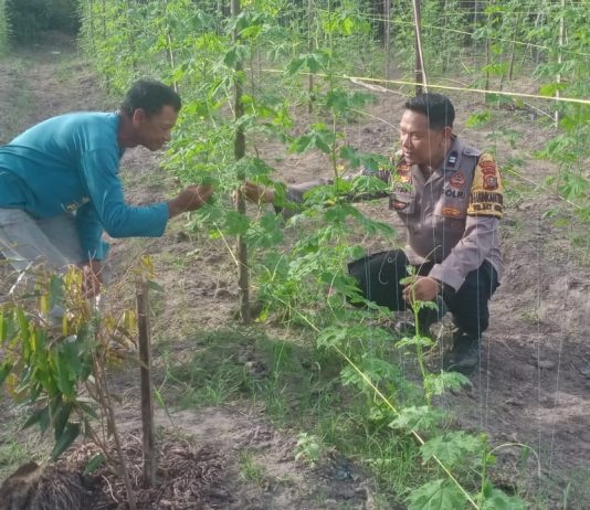 Polisi Cinta Petani, Kapolsek Bukit Kapur Dukung Ketahanan Pangan Lewat Pekarangan Bergizi