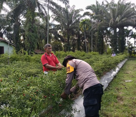 Bhabinkamtibmas Kelurahan Ratu Sima Bersama Petani Cek Pekarangan Pangan Bergizi Dukung Ketahanan Pangan Nasional