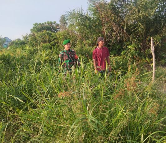 Babinsa Koramil 01/Dumai Gencarkan Patroli Karhutla dan Dampingi Pertanian Warga di Bagan Keladi