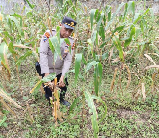 Polisi Cinta Petani, Polsek Dumai Timur Monitoring Pekarangan Pangan Bergizi