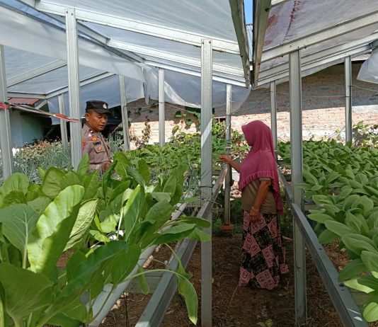 Bhabinkamtibmas Polsek Dumai Barat Bersama Petani Cek Pekarangan Pangan Bergizi