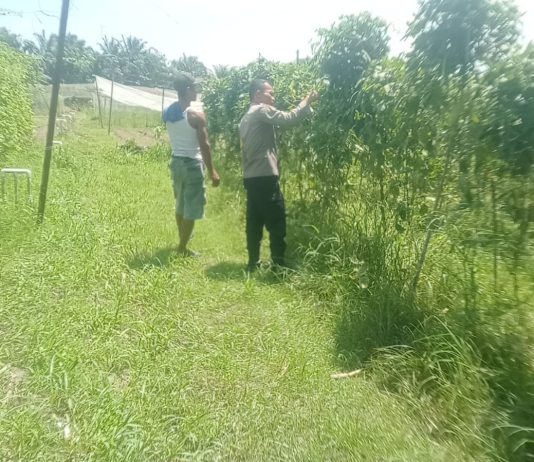 Bhabinkamtibmas Polsek Bukit Kapur Monitoring Pekarangan Pangan Bergizi Bersama Petani