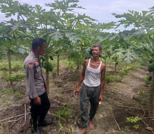Bhabinkamtibmas Polsek Bukit Kapur Bersama Petani Cek Pekarangan Pangan Bergizi