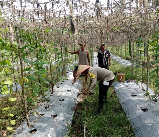 Bhabinkamtibmas Polsek Sungai Sembilan Bersama Petani Cek Pekarangan Pangan Bergizi