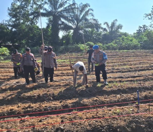 Polsek Bukit Kapur Tanam Jagung di Lahan Mako, Wujud Dukungan Ketahanan Pangan Nasional