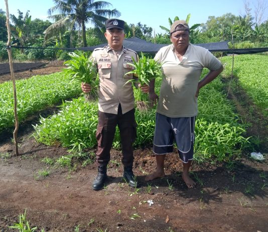 Bhabinkamtibmas Kelurahan Bagan Keladi Bersama Petani Cek Pekarangan Pangan Bergizi Dukung Ketahanan Pangan Nasional