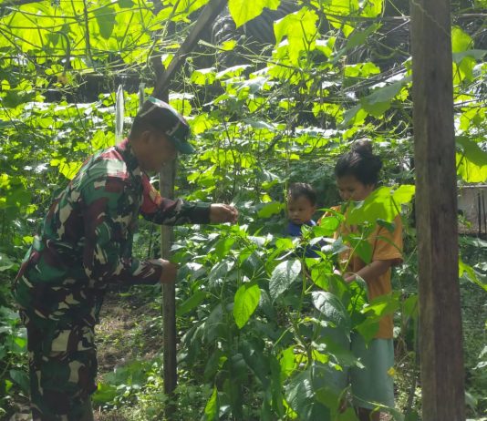 Babinsa Koramil 03/Sungai Sembilan Dampingi Petani Gambas dan Sosialisasikan Pencegahan Karhutla di Bangsal Aceh