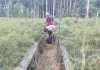 Bhabinkamtibmas Polsek Sungai Sembilan Bersama Petani Cek Pekarangan Pangan Bergizi Dukung Ketahanan Pangan Nasional