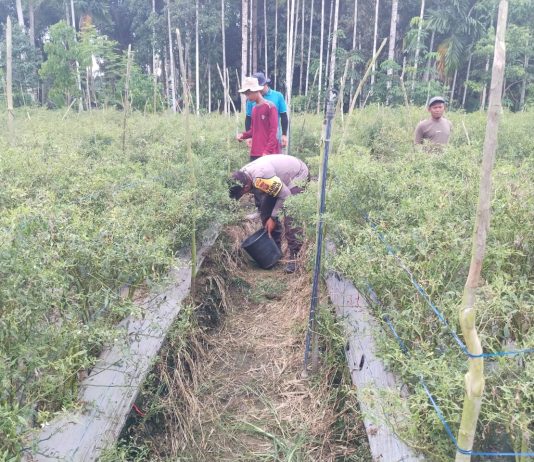 Bhabinkamtibmas Polsek Sungai Sembilan Bersama Petani Cek Pekarangan Pangan Bergizi Dukung Ketahanan Pangan Nasional