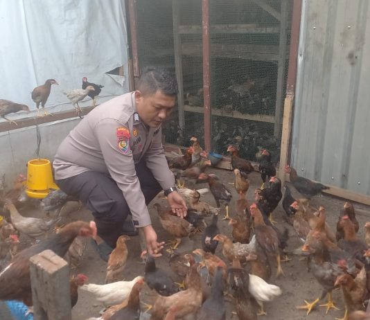 Polsek Dumai Timur Bersama Petani Cek Pekarangan Pangan Bergizi Dukung Ketahanan Pangan Nasional