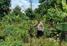 Bhabinkamtibmas Teluk Binjai Bersama Petani Cek Pekarangan Pangan Bergizi Dukung Ketahanan Pangan Nasional