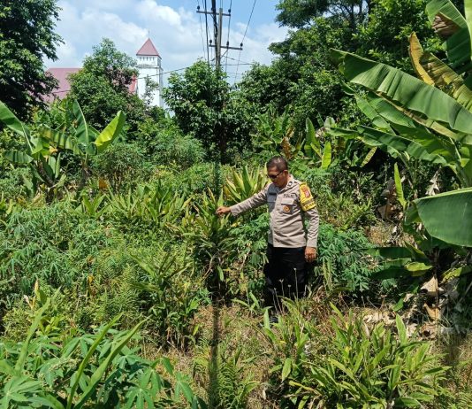Bhabinkamtibmas Teluk Binjai Bersama Petani Cek Pekarangan Pangan Bergizi Dukung Ketahanan Pangan Nasional