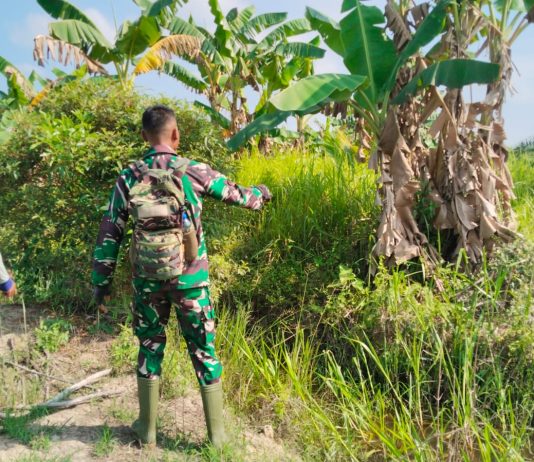 Babinsa Bagan Besar Dampingi Warga Olah Lahan Tanam Kacang Panjang untuk Perkuat Ketahanan Pangan