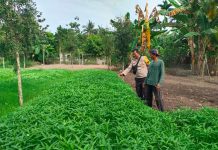 Bhabinkamtibmas Kelurahan Purnama Bersama Petani Cek Pekarangan Pangan Bergizi Dukung Ketahanan Pangan Nasional