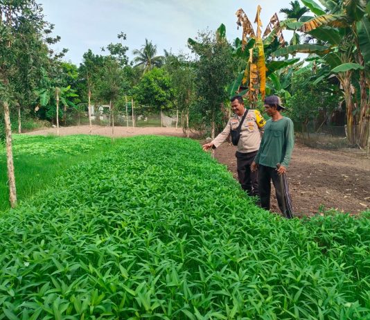 Bhabinkamtibmas Kelurahan Purnama Bersama Petani Cek Pekarangan Pangan Bergizi Dukung Ketahanan Pangan Nasional
