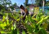 Bhabinkamtibmas Bukit Batrem Polsek Dumai Timur Bersama Petani Cek Pekarangan Pangan Bergizi Dukung Ketahanan Pangan Nasional