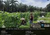 Babinsa Batu Teritip Dampingi Warga Kelola Kebun Melon Sekaligus Sosialisasikan Pencegahan Karhutla di Sungai Sembilan