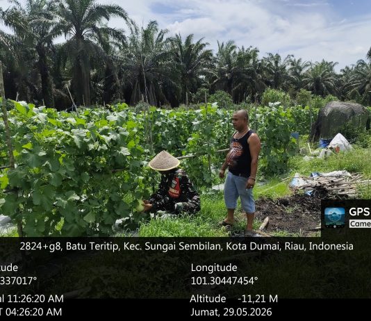 Babinsa Batu Teritip Dampingi Warga Kelola Kebun Melon Sekaligus Sosialisasikan Pencegahan Karhutla di Sungai Sembilan