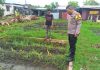 Bhabinkamtibmas Polsek Dumai Timur Tinjau Pekarangan Pangan Bergizi di Buluh Kasap, Polres Dumai Dukung Ketahanan Pangan Nasional