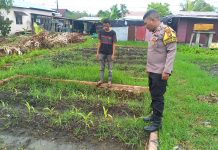 Bhabinkamtibmas Polsek Dumai Timur Tinjau Pekarangan Pangan Bergizi di Buluh Kasap, Polres Dumai Dukung Ketahanan Pangan Nasional