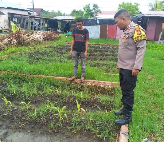 Bhabinkamtibmas Polsek Dumai Timur Tinjau Pekarangan Pangan Bergizi di Buluh Kasap, Polres Dumai Dukung Ketahanan Pangan Nasional