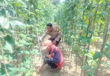 Bhabinkamtibmas Polsek Bukit Kapur Tinjau Pekarangan Kacang Panjang Milik Warga, Dukung Ketahanan Pangan Nasional