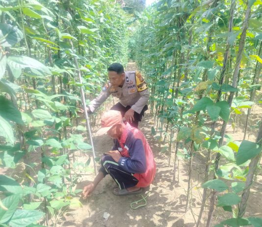 Bhabinkamtibmas Polsek Bukit Kapur Tinjau Pekarangan Kacang Panjang Milik Warga, Dukung Ketahanan Pangan Nasional