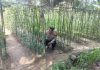 Bhabinkamtibmas Polsek Bukit Kapur Cek Pekarangan Pangan Bergizi di Bukit Nenas, Dukung Program Ketahanan Pangan Nasional