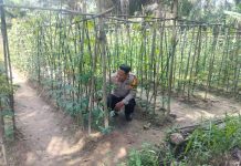 Bhabinkamtibmas Polsek Bukit Kapur Cek Pekarangan Pangan Bergizi di Bukit Nenas, Dukung Program Ketahanan Pangan Nasional