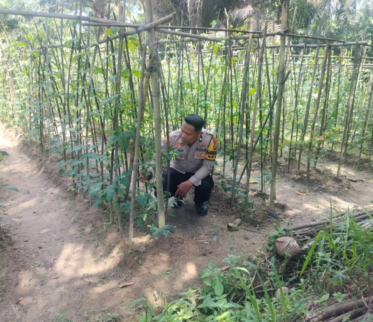 Bhabinkamtibmas Polsek Bukit Kapur Cek Pekarangan Pangan Bergizi di Bukit Nenas, Dukung Program Ketahanan Pangan Nasional