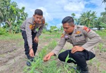 Kapolsek Bukit Kapur Tinjau Tanaman Jagung Pipil Milik Warga, Dukung Ketahanan Pangan dan Hasil Panen Maksimal