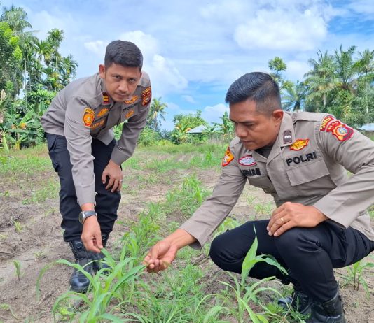 Kapolsek Bukit Kapur Tinjau Tanaman Jagung Pipil Milik Warga, Dukung Ketahanan Pangan dan Hasil Panen Maksimal