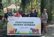 Sambut Iduladha 1447 H, Apical Dumai Salurkan Empat Ekor Sapi Kurban untuk Masyarakat