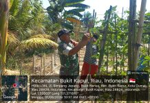 Babinsa Koramil 02/Bukit Kapur Dampingi Budidaya Semangka Petani, Perkuat Ketahanan Pangan dan Dukung Swasembada Pangan Nasional