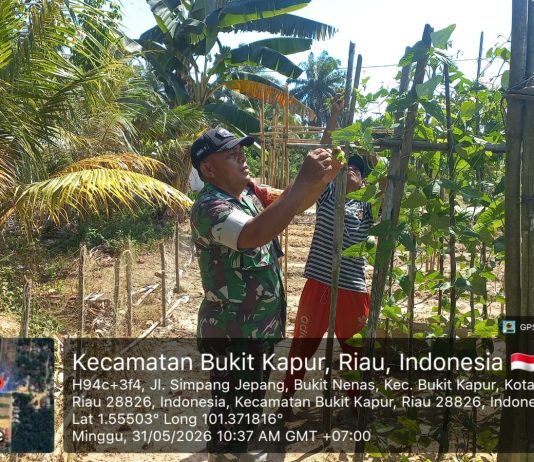 Babinsa Koramil 02/Bukit Kapur Dampingi Budidaya Semangka Petani, Perkuat Ketahanan Pangan dan Dukung Swasembada Pangan Nasional