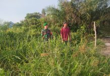 Babinsa Koramil 01/Dumai Patroli Karhutla, Sosialisasi Banjir dan Dampingi Pertanian Bayam Warga di Bagan Keladi