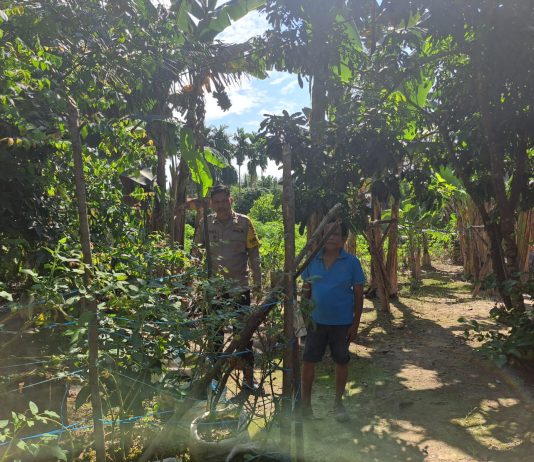 Bhabinkamtibmas AIPTU Mardazana Bersama Petani Cek Pekarangan Pangan Bergizi Dukung Ketahanan Pangan Nasional