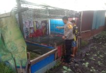Bhabinkamtibmas Buluh Kasap Cek Budidaya Ikan Lele dan Nila, Dukung Ketahanan Pangan Nasional di Dumai Timur