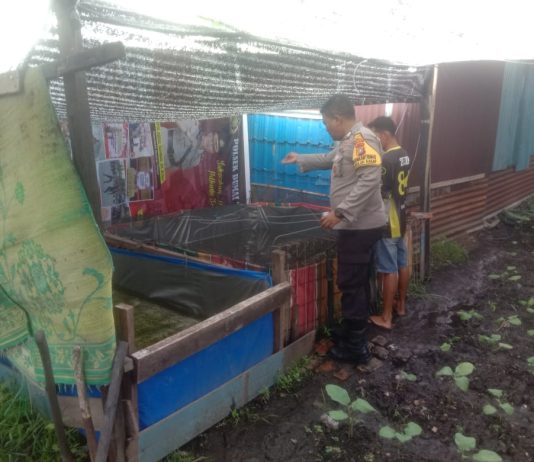 Bhabinkamtibmas Buluh Kasap Cek Budidaya Ikan Lele dan Nila, Dukung Ketahanan Pangan Nasional di Dumai Timur