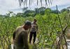 Bhabinkamtibmas Bagan Besar Tinjau Kebun Pare Warga, Perkuat Program Ketahanan Pangan Nasional