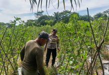 Bhabinkamtibmas Bagan Besar Tinjau Kebun Pare Warga, Perkuat Program Ketahanan Pangan Nasional