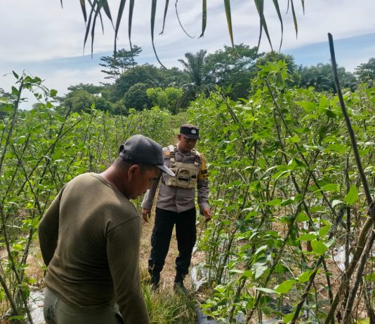 Bhabinkamtibmas Bagan Besar Tinjau Kebun Pare Warga, Perkuat Program Ketahanan Pangan Nasional