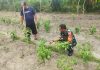 Babinsa Koramil 01/Dumai Gencarkan Patroli Karhutla, Sosialisasi Pencegahan Banjir dan Pendampingan Petani Cabai Rawit