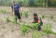 Babinsa Koramil 01/Dumai Gencarkan Patroli Karhutla, Sosialisasi Pencegahan Banjir dan Pendampingan Petani Cabai Rawit