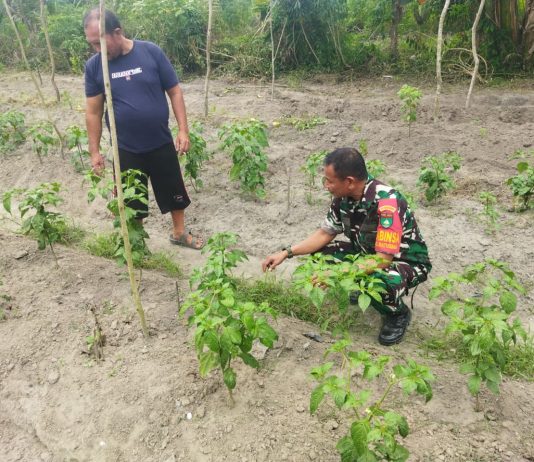 Babinsa Koramil 01/Dumai Gencarkan Patroli Karhutla, Sosialisasi Pencegahan Banjir dan Pendampingan Petani Cabai Rawit