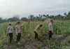 Bhabinkamtibmas Bukit Datuk Cek Lahan Jagung Poktan Senasib Satu, Dukung Ketahanan Pangan Nasional