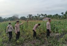 Bhabinkamtibmas Bukit Datuk Cek Lahan Jagung Poktan Senasib Satu, Dukung Ketahanan Pangan Nasional
