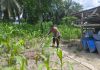 Bhabinkamtibmas Kampung Baru Bersama Petani Cek Lahan Semangka, Dukung Program Ketahanan Pangan Nasional