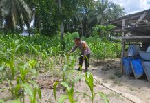 Bhabinkamtibmas Kampung Baru Bersama Petani Cek Lahan Semangka, Dukung Program Ketahanan Pangan Nasional